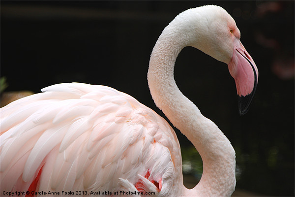Greater Flamingo Picture Board by Carole-Anne Fooks