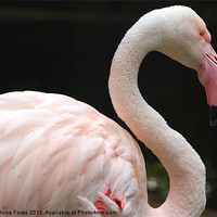Buy canvas prints of Greater Flamingo by Carole-Anne Fooks