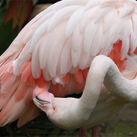 Buy canvas prints of Greater Flamingo Preening by Carole-Anne Fooks