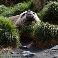 Buy canvas prints of Southern Elephant Seal in the Tussock Grass, Macqu by Carole-Anne Fooks