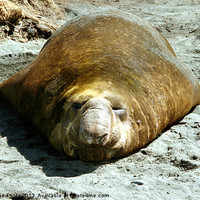 Buy canvas prints of Bull Southern Elephant Seal Basking on the Beach by Carole-Anne Fooks
