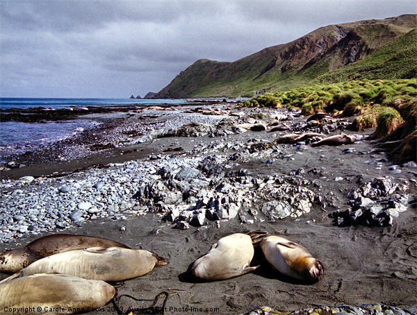 On the Beach at Macquarie Island Picture Board by Carole-Anne Fooks
