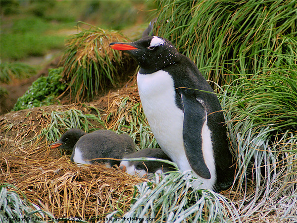 Gentoo Penguins on the Nest Picture Board by Carole-Anne Fooks