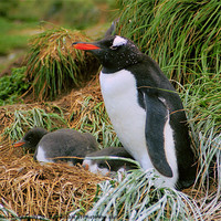 Buy canvas prints of Gentoo Penguins on the Nest by Carole-Anne Fooks