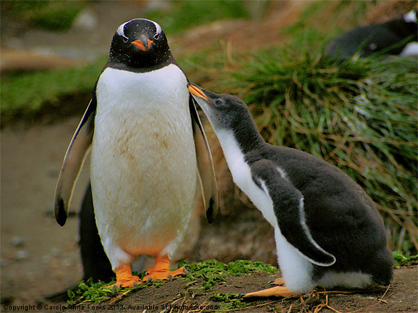 Gentoo Penguin with Begging Chick Picture Board by Carole-Anne Fooks