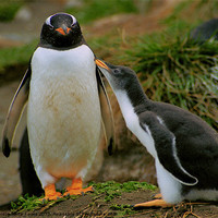 Buy canvas prints of Gentoo Penguin with Begging Chick by Carole-Anne Fooks