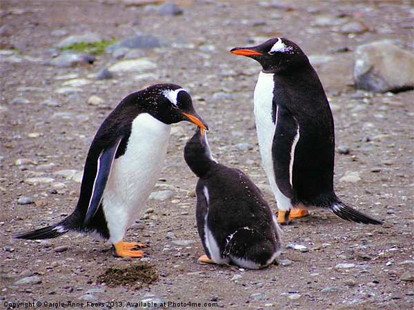 Gentoo Penguin Family Macquarie Island Picture Board by Carole-Anne Fooks