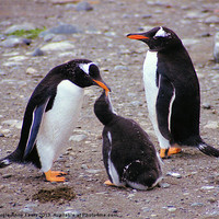 Buy canvas prints of Gentoo Penguin Family Macquarie Island by Carole-Anne Fooks