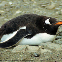 Buy canvas prints of Gentoo Penguin Resting by Carole-Anne Fooks