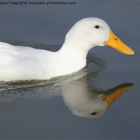 Buy canvas prints of Reflective Duck by Carole-Anne Fooks