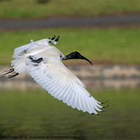 Buy canvas prints of Australian White Ibis in Flight by Carole-Anne Fooks