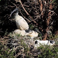Buy canvas prints of Australian White Ibis Nesting by Carole-Anne Fooks