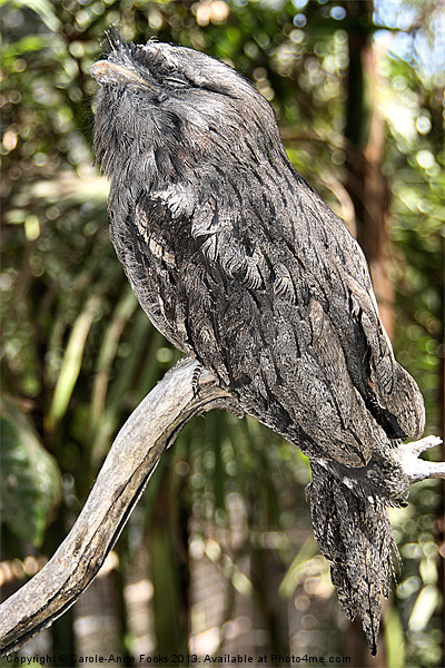 Tawny Frogmouth in Profile Picture Board by Carole-Anne Fooks