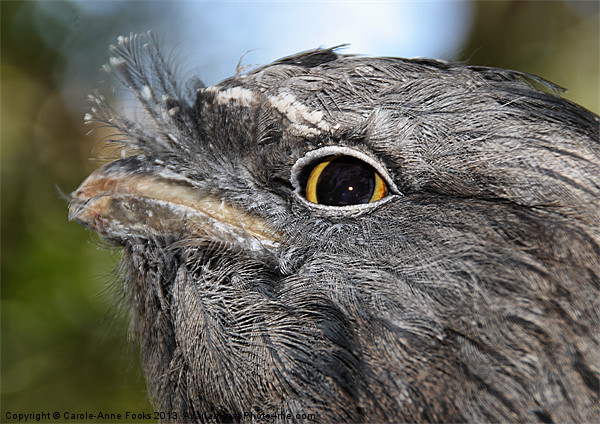 Tawny Frogmouth Portrait Picture Board by Carole-Anne Fooks