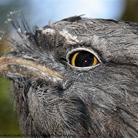 Buy canvas prints of Tawny Frogmouth Portrait by Carole-Anne Fooks