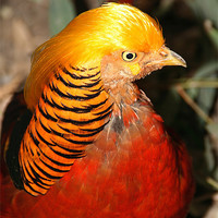 Buy canvas prints of Red Golden Pheasant by Carole-Anne Fooks