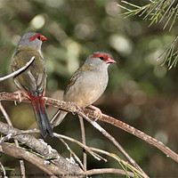Buy canvas prints of Red-browed Firetail Finch by Carole-Anne Fooks