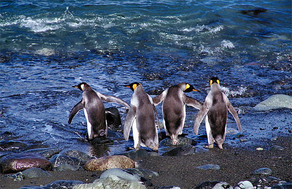 King Penguins Going Fishing Picture Board by Carole-Anne Fooks