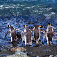 Buy canvas prints of King Penguins Going Fishing by Carole-Anne Fooks