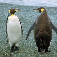 Buy canvas prints of King Penguin Conversation by Carole-Anne Fooks