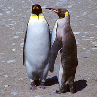 Buy canvas prints of Pair of King Penguins by Carole-Anne Fooks