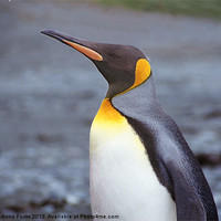Buy canvas prints of King Penguin Portrait in Profile by Carole-Anne Fooks
