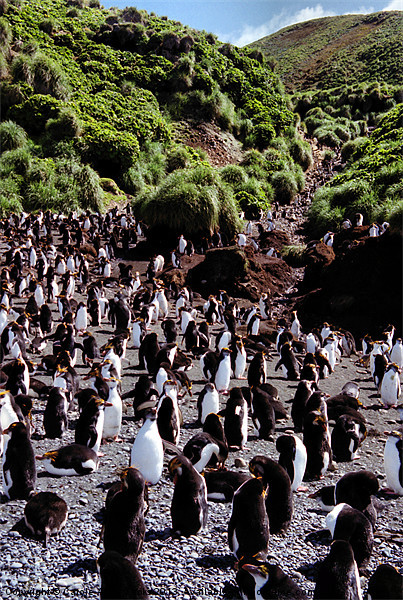 Royal Penguin Highway Picture Board by Carole-Anne Fooks