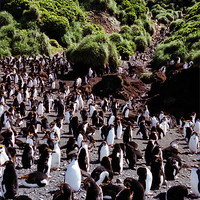 Buy canvas prints of Royal Penguin Highway by Carole-Anne Fooks