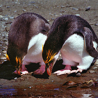 Buy canvas prints of Royal Penguins Macquarie Island by Carole-Anne Fooks