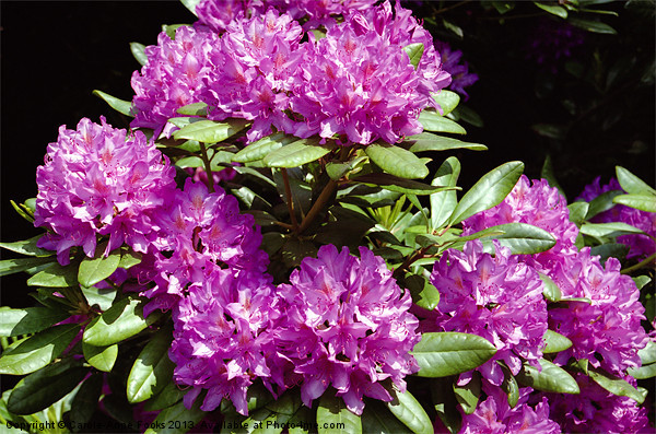 Rhododendrons At Birmigham Botanic Gardens Picture Board by Carole-Anne Fooks