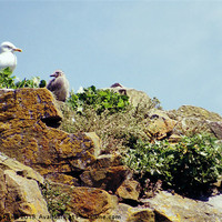 Buy canvas prints of Herring Gull Rookery Caldey Island by Carole-Anne Fooks