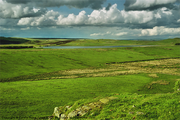 Hadrians Wall In The Landscape Picture Board by Carole-Anne Fooks