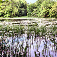 Buy canvas prints of Lily Ponds Pembrokeshire by Carole-Anne Fooks