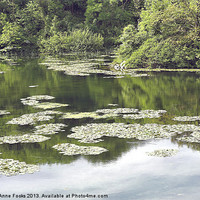 Buy canvas prints of Lily Ponds Pembrokeshire by Carole-Anne Fooks
