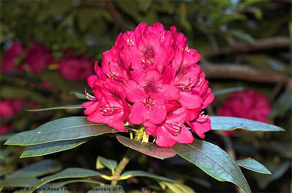 Red Rhododendrons Picture Board by Carole-Anne Fooks