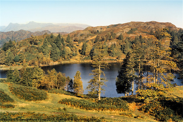Tarn Hows The Lakes District Picture Board by Carole-Anne Fooks