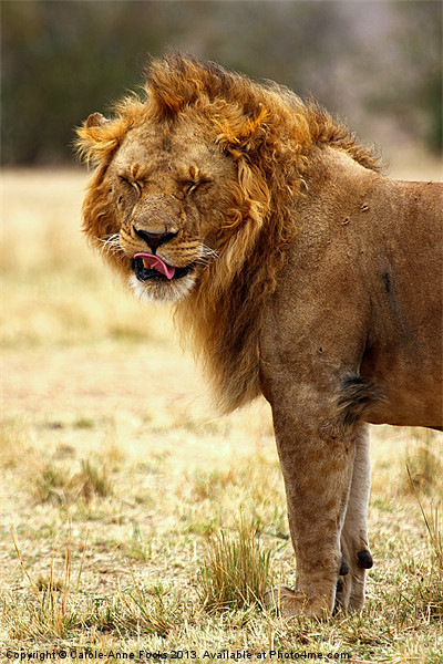 Mmmm...nice! Lion After Copulation Picture Board by Carole-Anne Fooks