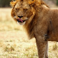 Buy canvas prints of Mmmm...nice! Lion After Copulation by Carole-Anne Fooks