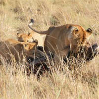Buy canvas prints of Lions Moving a Wildebeest Kill by Carole-Anne Fooks
