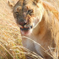 Buy canvas prints of Lioness With Wilderbeest Kill by Carole-Anne Fooks