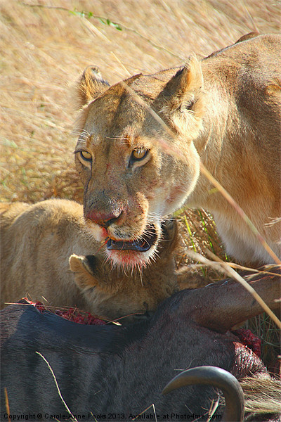 Lions at a Wildebeest Kill Picture Board by Carole-Anne Fooks