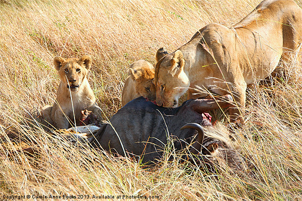 Lions at a Wildebeest Kill Picture Board by Carole-Anne Fooks