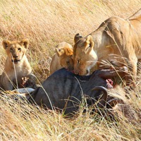 Buy canvas prints of Lions at a Wildebeest Kill by Carole-Anne Fooks