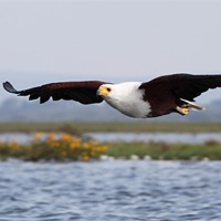 Buy canvas prints of African Fish Eagle Swooping by Carole-Anne Fooks