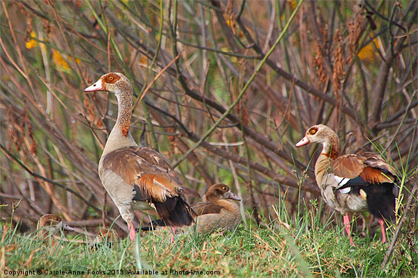Egyptian Geese Family Picture Board by Carole-Anne Fooks