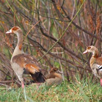 Buy canvas prints of Egyptian Geese Family by Carole-Anne Fooks