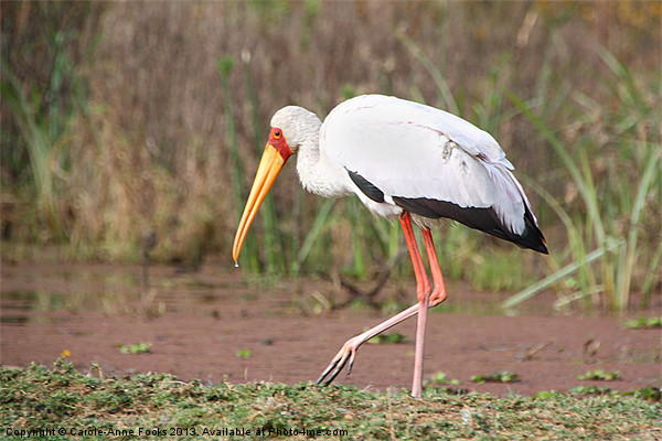Yellow-Billed Stork Picture Board by Carole-Anne Fooks