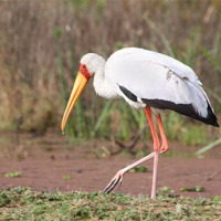Buy canvas prints of Yellow-Billed Stork by Carole-Anne Fooks