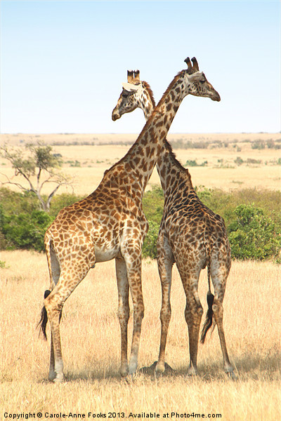 Maasai Giraffe Males Necking Picture Board by Carole-Anne Fooks