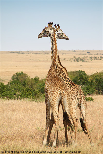 Maasai Giraffe Males Necking Picture Board by Carole-Anne Fooks